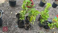 4 X LAUREL SHRUBS - 3