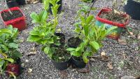 4 X LAUREL SHRUBS - 4