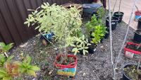 1 X PITTOSPORUM SHRUBS - 2