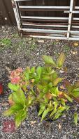 1 X HYDRANGEA SHRUB - 2