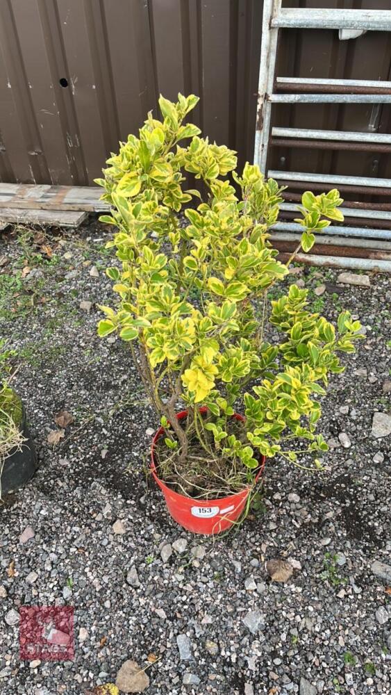 1 X VARIGATED SHRUB