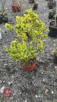 1 X VARIGATED SHRUB - 3