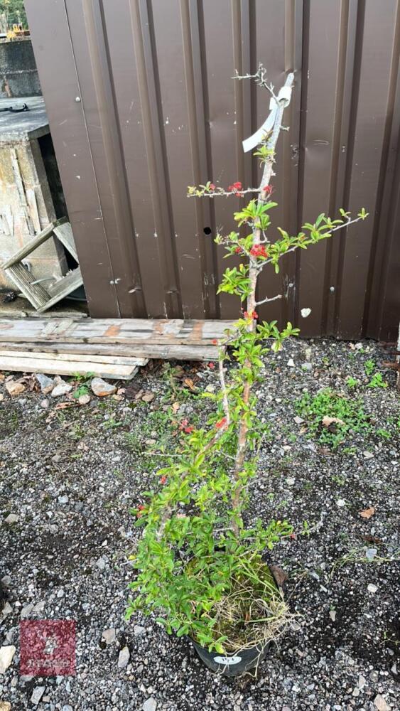 1 X PYRACANTHA