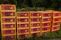 26 MONDIAL PLASTIC POULTRY CRATES