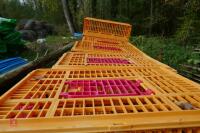 26 MONDIAL PLASTIC POULTRY CRATES - 2