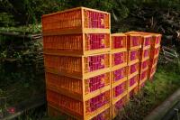 26 MONDIAL PLASTIC POULTRY CRATES - 4