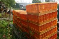 26 MONDIAL PLASTIC POULTRY CRATES - 5