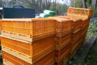 26 MONDIAL PLASTIC POULTRY CRATES - 6