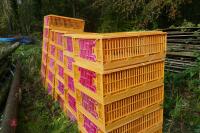 26 MONDIAL PLASTIC POULTRY CRATES - 7