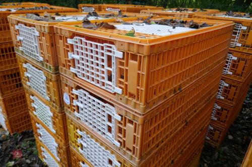 10 PLASTIC POULTRY/GAMEBIRD CRATES