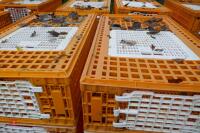 10 PLASTIC POULTRY/GAMEBIRD CRATES