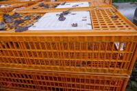 10 PLASTIC POULTRY/GAMEBIRD CRATES - 4