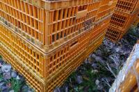 10 PLASTIC POULTRY/GAMEBIRD CRATES - 2