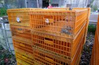 10 PLASTIC POULTRY/GAMEBIRD CRATES - 3