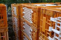 10 PLASTIC POULTRY/GAMEBIRD CRATES