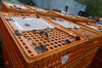 10 PLASTIC POULTRY/GAMEBIRD CRATES - 2