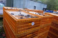 10 PLASTIC POULTRY/GAMEBIRD CRATES - 2