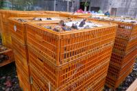 10 PLASTIC POULTRY/GAMEBIRD CRATES - 4