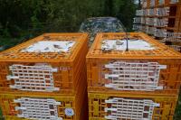 10 PLASTIC POULTRY/GAMEBIRD CRATES