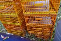 10 PLASTIC POULTRY/GAMEBIRD CRATES - 2