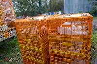 10 PLASTIC POULTRY/GAMEBIRD CRATES - 5