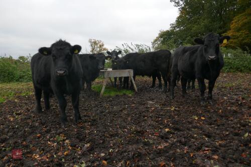 16 ANGUS STEERS (BIDDING PER HEAD)