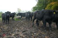 16 ANGUS STEERS (BIDDING PER HEAD) - 2