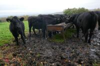 16 ANGUS STEERS (BIDDING PER HEAD) - 5