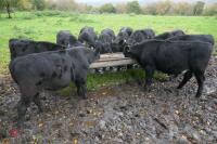 16 ANGUS STEERS (BIDDING PER HEAD) - 6