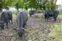 16 ANGUS STEERS (BIDDING PER HEAD) - 7