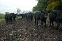 16 ANGUS STEERS (BIDDING PER HEAD) - 8