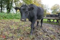 16 ANGUS STEERS (BIDDING PER HEAD) - 9