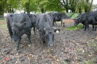 16 ANGUS STEERS (BIDDING PER HEAD) - 10