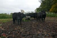 16 ANGUS STEERS (BIDDING PER HEAD) - 11