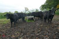 16 ANGUS STEERS (BIDDING PER HEAD) - 12