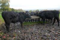 16 ANGUS STEERS (BIDDING PER HEAD) - 13