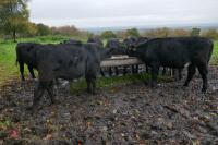 16 ANGUS STEERS (BIDDING PER HEAD) - 14