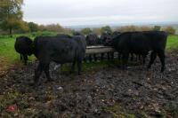 16 ANGUS STEERS (BIDDING PER HEAD) - 15