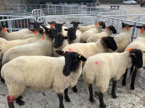 18 SUFFOLK MULE SHEARLING EWES