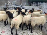 18 SUFFOLK MULE SHEARLING EWES - 2