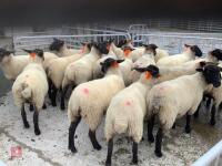 18 SUFFOLK MULE SHEARLING EWES - 3