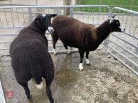 2 X ZWARTBLE SHEARLING EWES