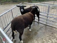 2 X ZWARTBLE SHEARLING EWES - 2