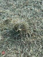 20X QUADRENT HAY BALES (BIDS PER BALE) - 2