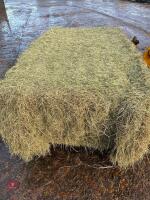 20X QUADRENT HAY BALES (BIDS PER BALE) - 3