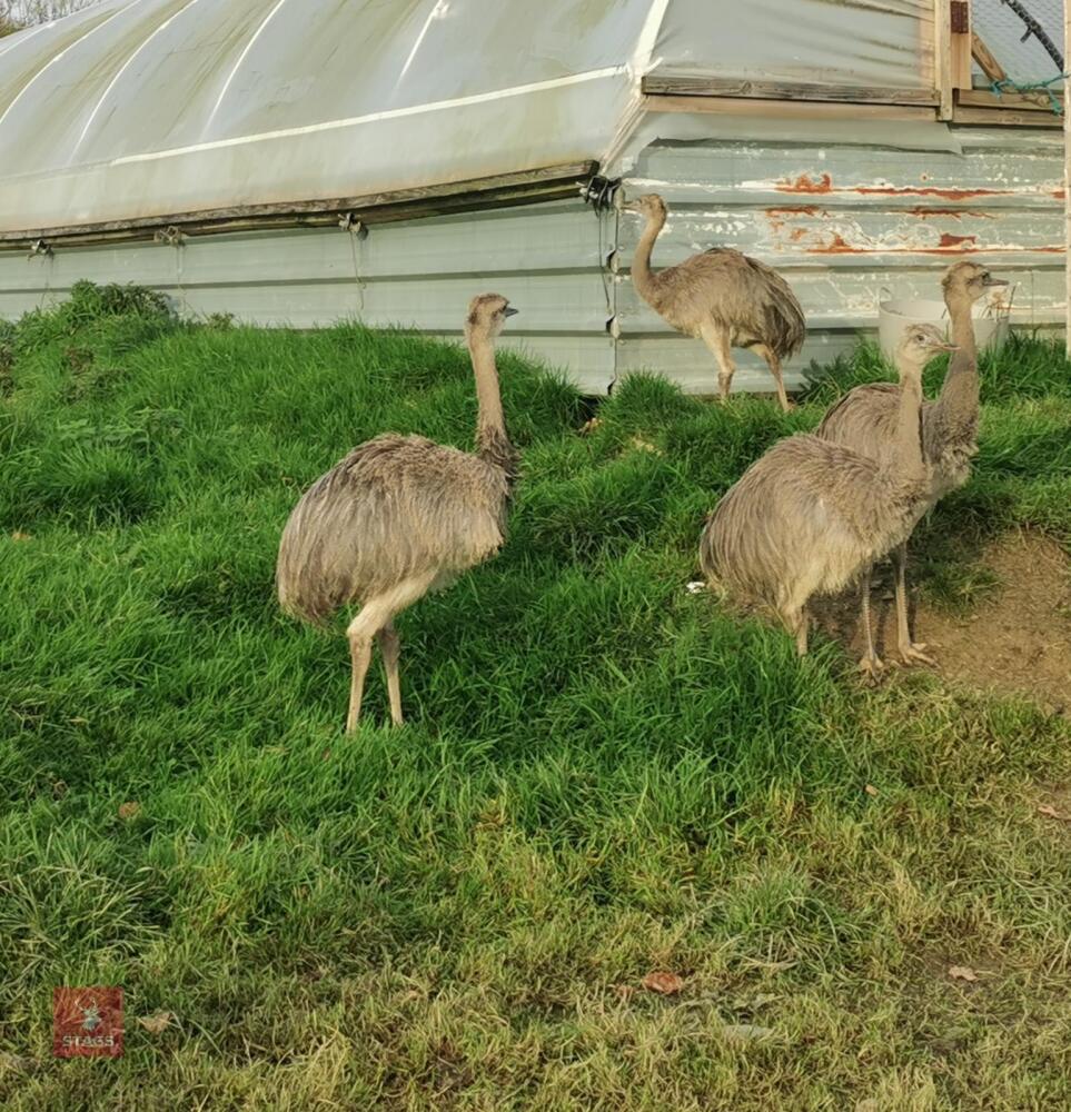 3 X 4 MONTH OLD JUVENILE RHEAS