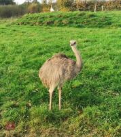 3 X 4 MONTH OLD JUVENILE RHEAS - 2