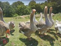 14 GREY TOULOUSE GEESE