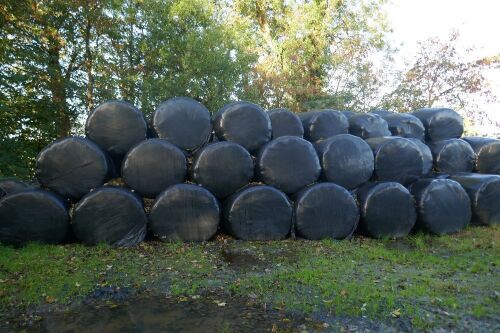 70 ROUND BALES OF SILAGE (BIDS PER BALE)