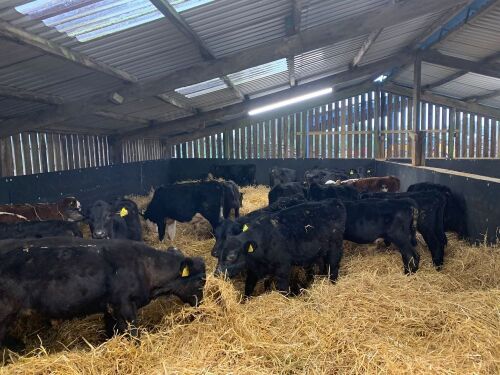 20 HEREFORD & ANGUS STEERS AND HEIFERS